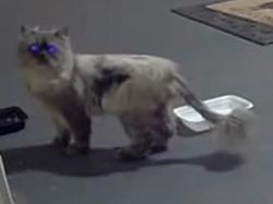 Found/Stray Unknown Cat last seen Brookland Park Blvd and Barton Ave, Richmond, VA 23222