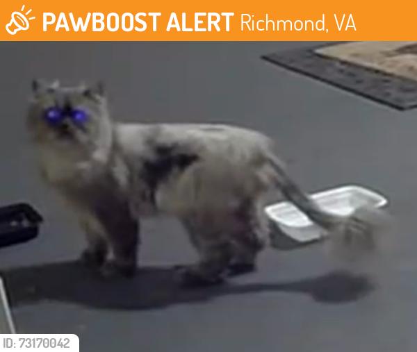Found/Stray Unknown Cat last seen Brookland Park Blvd and Barton Ave, Richmond, VA 23222