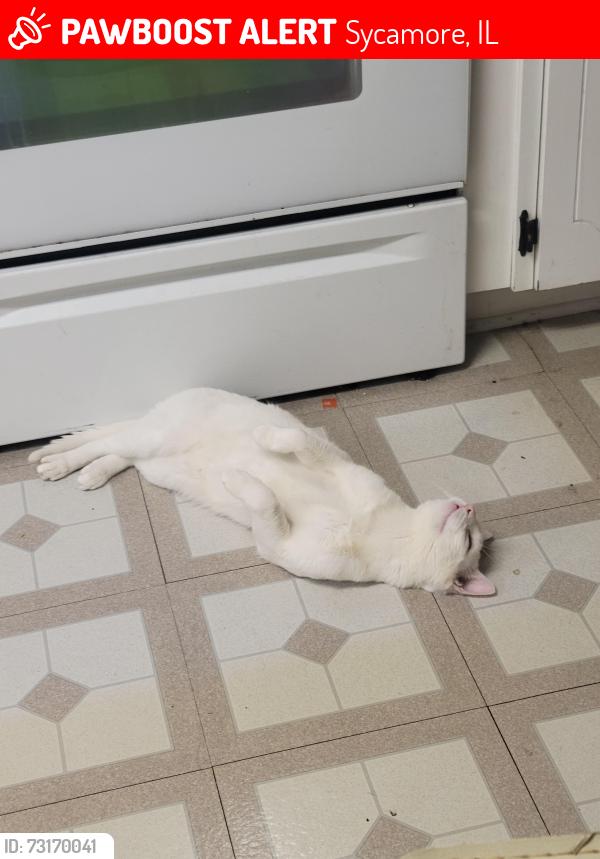 Lost Male Cat last seen Peace rd, Sycamore middle school, Sycamore, IL 60178