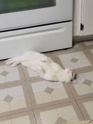 Lost Male Cat last seen Peace rd, Sycamore middle school, Sycamore, IL 60178