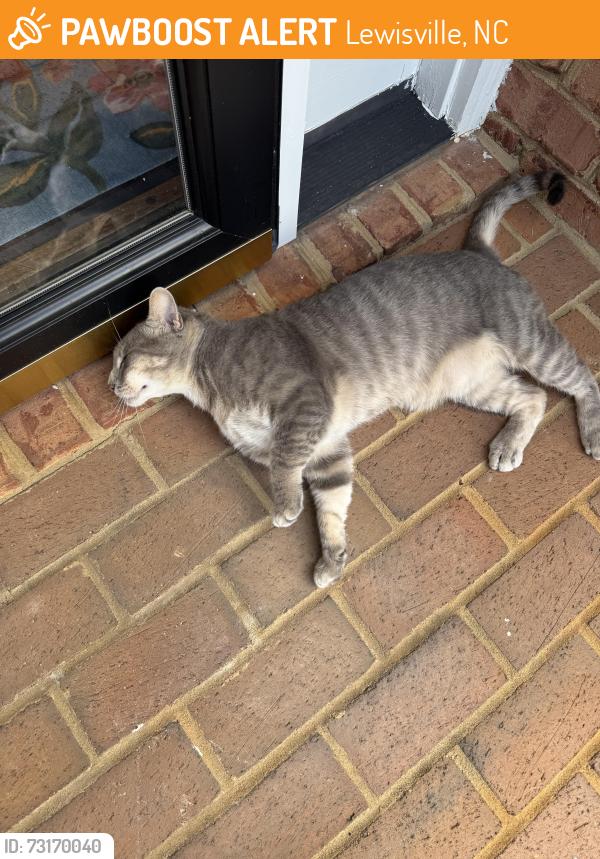Found/Stray Male Cat last seen Shallowford Rd Shady Brook Lane (2 blocks away), Lewisville, NC 27023
