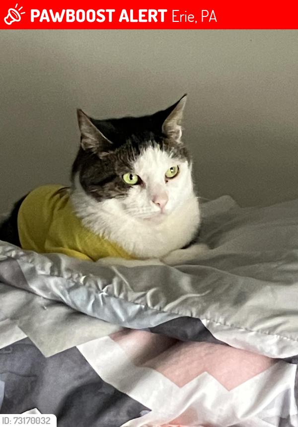 Lost Male Cat last seen West 3rd on chestnut Erie pa, Erie, PA 16507