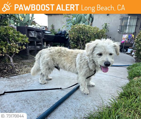 Found/Stray Male Dog last seen Santa Fe/pch, Long Beach, CA 90810