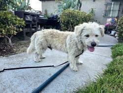 Found/Stray Male Dog last seen Santa Fe/pch, Long Beach, CA 90810