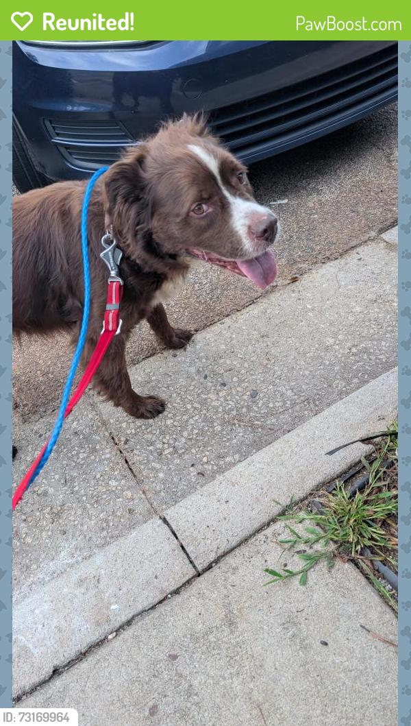 Reunited Female Dog last seen Jonesboro road, McDonough, GA 30253