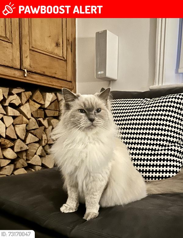 Lost Female Cat last seen Storeton road/ birch road, Birkenhead, England CH43 5TN