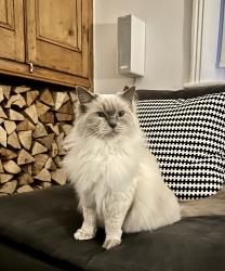 Lost Female Cat last seen Storeton road/ birch road, Birkenhead, England CH43 5TN