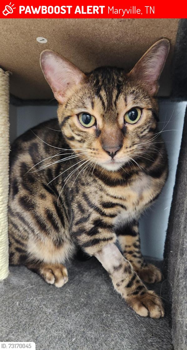 Lost Male Cat last seen Newcastle Way, Maryville, TN 37803