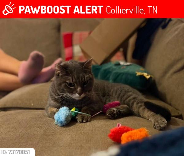Lost Female Cat last seen Conser St. and Shelton Rd., Collierville, TN 38017