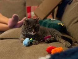 Lost Female Cat last seen Conser St. and Shelton Rd., Collierville, TN 38017