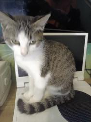 Lost Female Cat last seen Spring Cypress and Lillian ln, Tomball, TX 77377