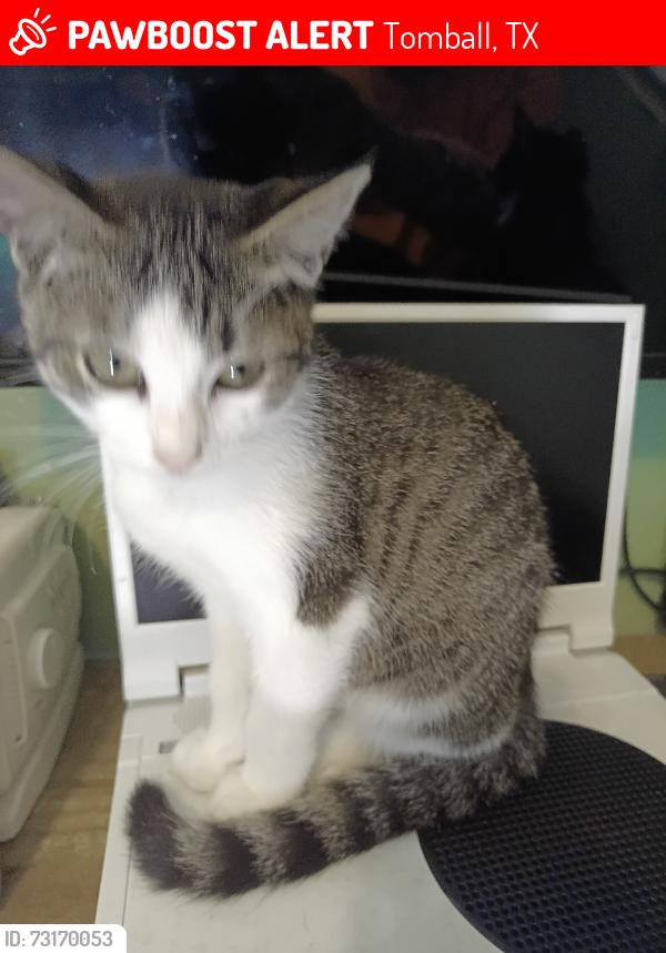 Lost Female Cat last seen Spring Cypress and Lillian ln, Tomball, TX 77377