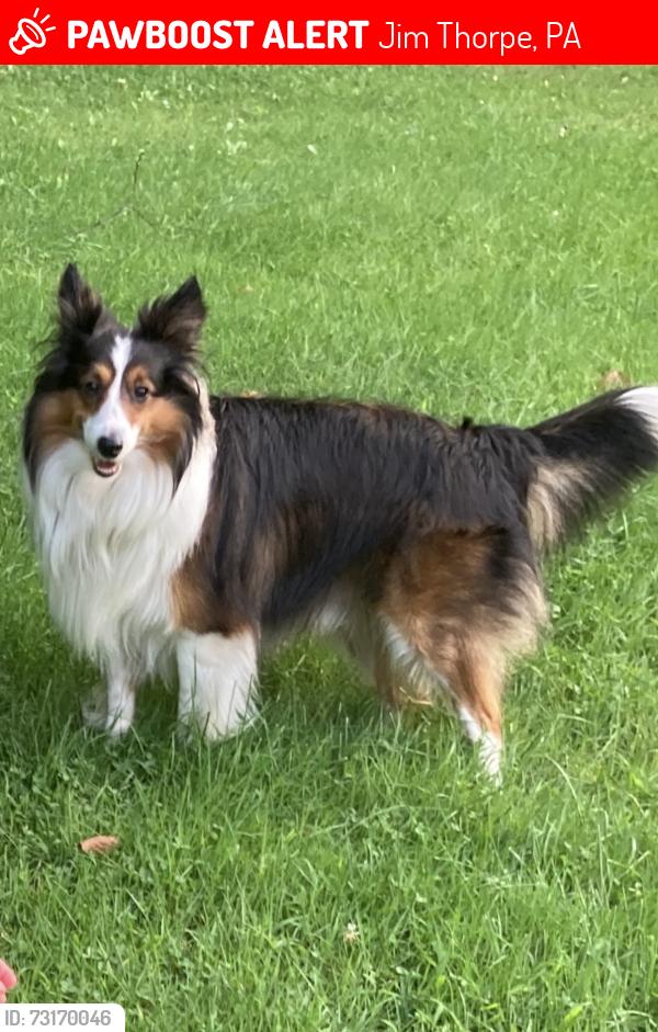 Lost Male Dog last seen Germantown, South Street near Silk Mill but could also be in the Lehighton area, Jim Thorpe, PA 18229