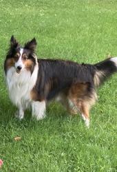 Lost Male Dog last seen Germantown, South Street near Silk Mill but could also be in the Lehighton area, Jim Thorpe, PA 18229