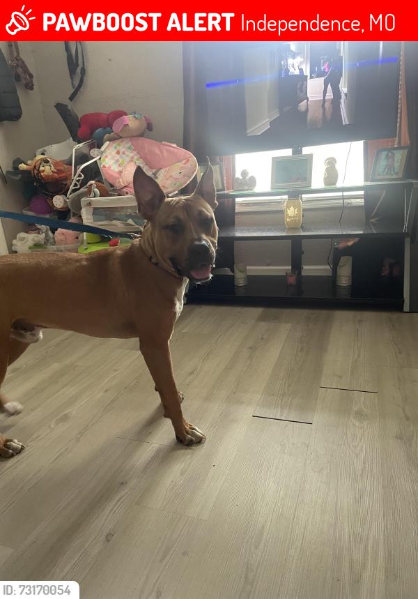 Lost Male Dog last seen Maywood and 18th street independence mo, Independence, MO 64057