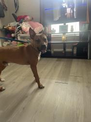 Lost Male Dog last seen Maywood and 18th street independence mo, Independence, MO 64057