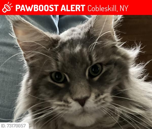 Lost Male Cat last seen Route 20 Cobleskill, between little York road and maple bush road, Cobleskill, NY 12043