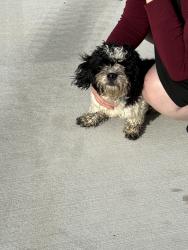 Reunited Female Dog last seen North hawthorn, Chattanooga, TN 37406