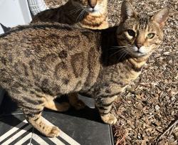 Lost Female Cat last seen Oak School, Los Altos, CA 94024