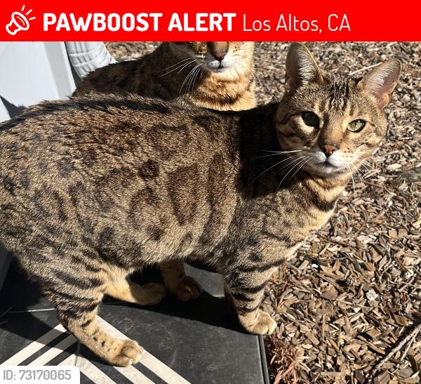 Lost Female Cat last seen Oak School, Los Altos, CA 94024
