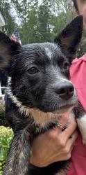 Reunited Unknown Dog last seen Pizzaros, Snell, VA 22551