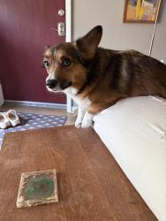 Reunited Female Dog last seen Near Everett Street Arvada, Arvada, CO 80004