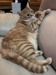 Lost Male Cat last seen Teresa Ct and Rocky Shores Dr, Niceville, FL 32578