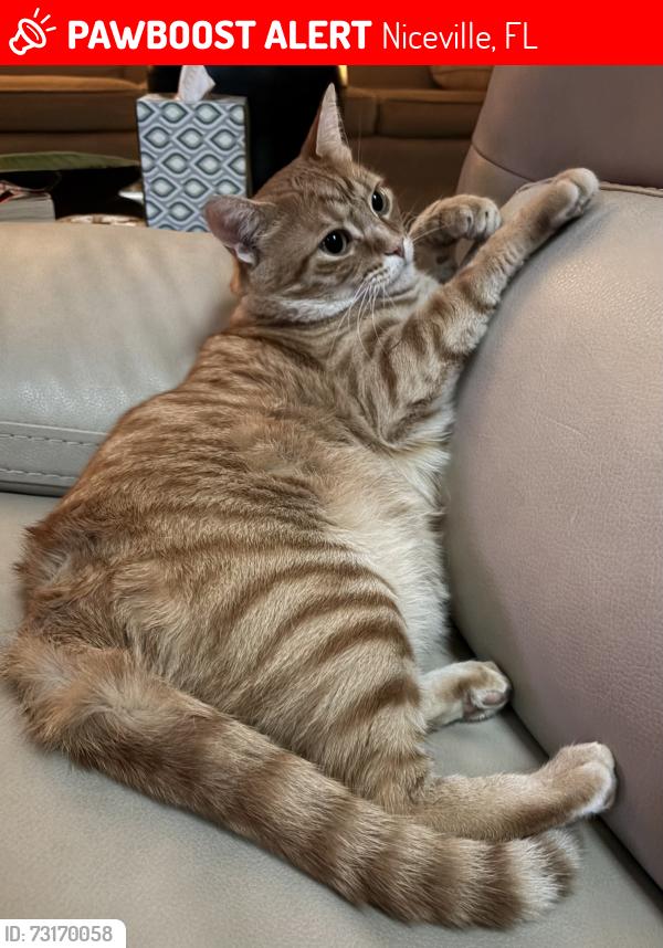 Lost Male Cat last seen Teresa Ct and Rocky Shores Dr, Niceville, FL 32578