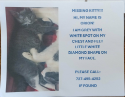 Lost Male Cat last seen Terrace road, Clearwater, FL 33755