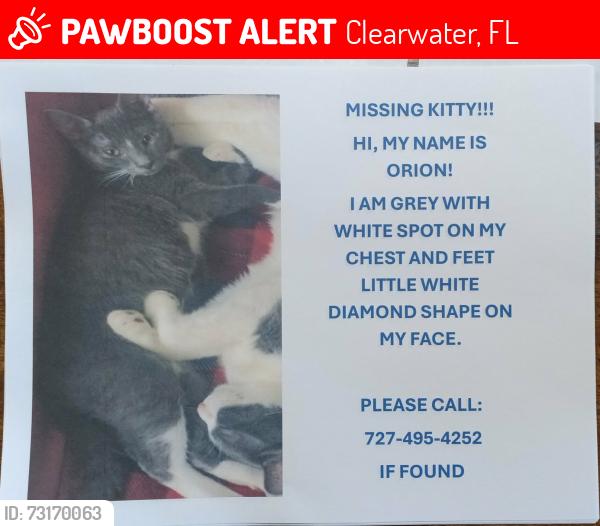 Lost Male Cat last seen Terrace road, Clearwater, FL 33755