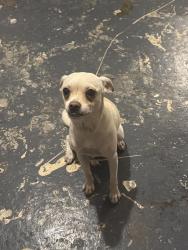 Found/Stray Female Dog last seen Southern boulevard, The Bronx, NY 10460