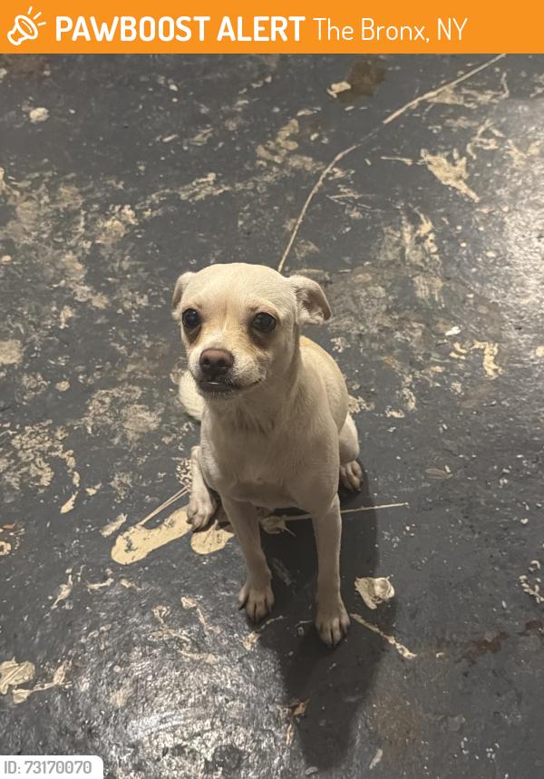 Found/Stray Female Dog last seen Southern boulevard, The Bronx, NY 10460