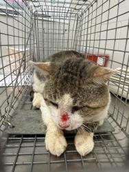 Shelter Stray Unknown Cat last seen REDMAN, 1601 Airport Rd, Shelby, NC 28150, USA