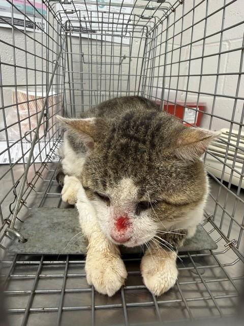 Shelter Stray Unknown Cat last seen REDMAN, 1601 Airport Rd, Shelby, NC 28150, USA