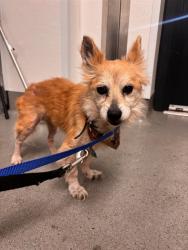 Shelter Stray Female Dog last seen 18TH ST X GUERRERO, 1419 Bryant St, San Francisco, CA 94103, USA