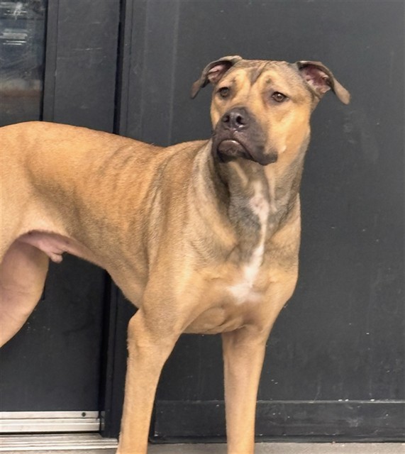 Shelter Stray Male Dog last seen 15TH ST X MARKET, 1419 Bryant St, San Francisco, CA 94103, USA