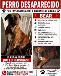 Lost Male Dog last seen 24th and san pedro, Los Angeles, CA 90011
