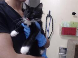 Shelter Stray Female Cat last seen Near BLOCK W BAYAUD AVE, DENVER CO 80223, 1241 W Bayaud Ave, Denver, CO 80223, USA