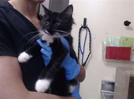 Shelter Stray Female Cat last seen Near BLOCK W BAYAUD AVE, DENVER CO 80223, 1241 W Bayaud Ave, Denver, CO 80223, USA