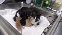 Shelter Stray Female Cat last seen Near BLOCK W BAYAUD AVE, DENVER CO 80223, 1241 W Bayaud Ave, Denver, CO 80223, USA