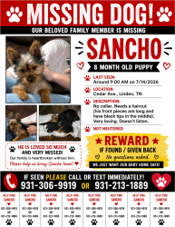 Lost Male Dog last seen Elementary school, Linden, TN 37096