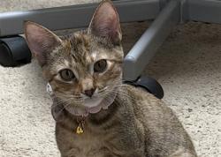 Shelter Stray Female Cat last seen CHERRY LAKE LANDING / CHERRY LAKE RD GROVELAND 34736, 12280 County Rd 448, Tavares, FL 32778, USA