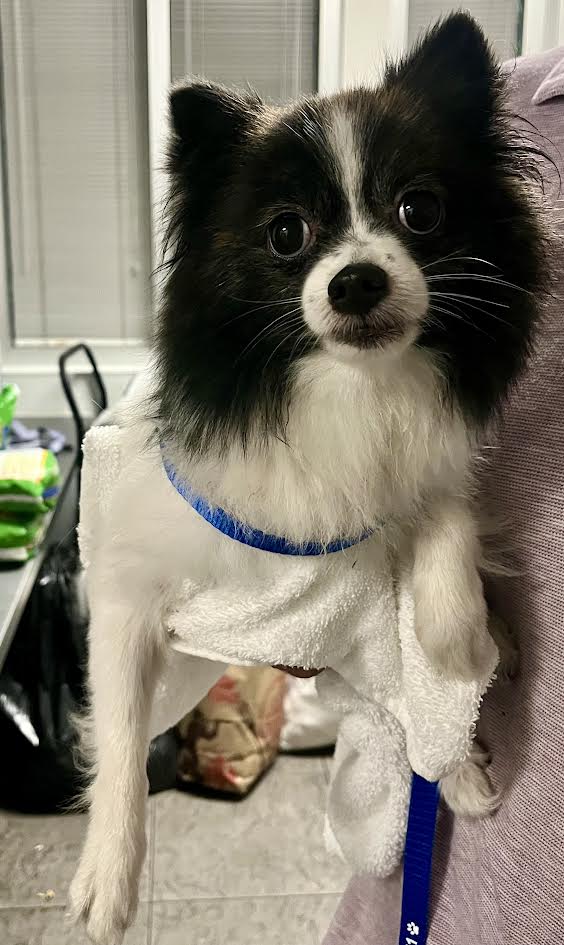 Shelter Stray Unknown Dog last seen , 11361 W Pico Blvd, Los Angeles, CA 90064, USA