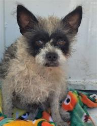 Shelter Stray Male Dog last seen , 957 N Gaffey St, San Pedro, CA 90731, USA