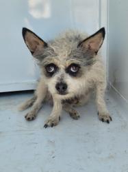 Shelter Stray Male Dog last seen , 957 N Gaffey St, San Pedro, CA 90731, USA