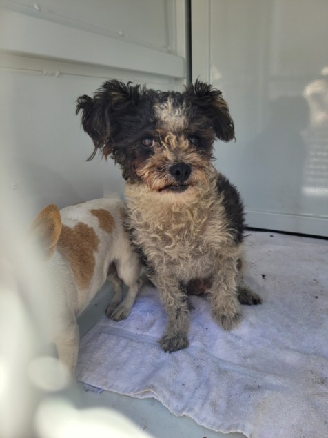 Shelter Stray Female Dog last seen , 957 N Gaffey St, San Pedro, CA 90731, USA