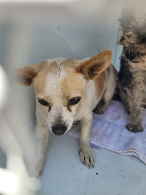 Shelter Stray Female Dog last seen , 957 N Gaffey St, San Pedro, CA 90731, USA