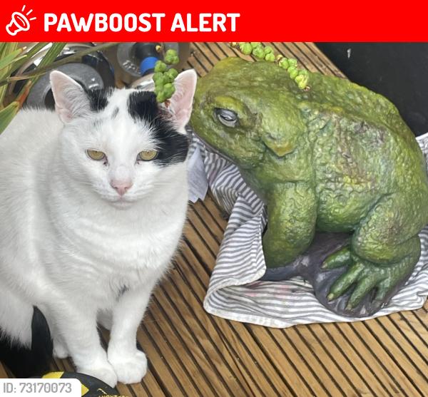 Lost Male Cat last seen Southbourne, Bournemouth, Christchurch and Poole, England 