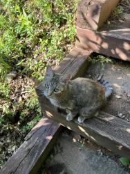 Found/Stray Unknown Cat last seen Glendale and Dawson Pl., Asheville, NC 28803