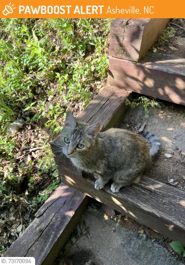Found/Stray Unknown Cat last seen Glendale and Dawson Pl., Asheville, NC 28803